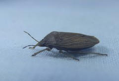 Caystrus pallidolimbatus