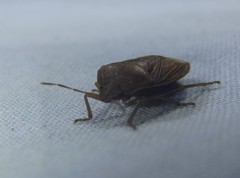 Caystrus pallidolimbatus