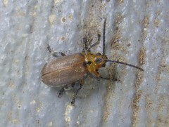 Poneridia semipullata