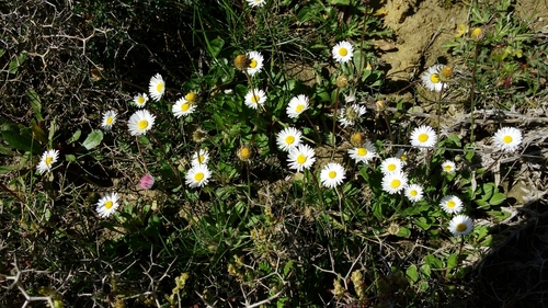 Pratolina autunnale
