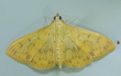 Patania balteata