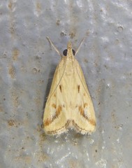 Achyra massalis