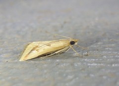 Achyra massalis