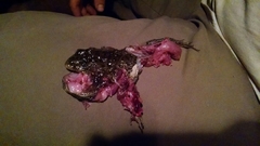 Lithobates areolatus