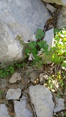 Corydalis triternata