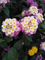 Lantana