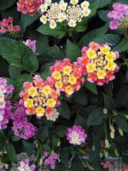 Lantana