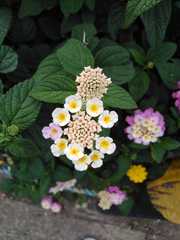 Lantana