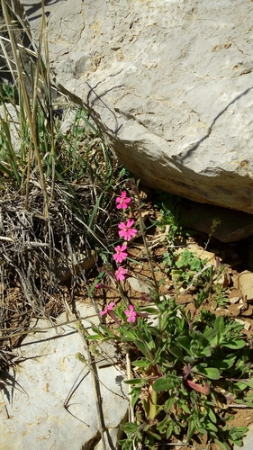 Silene palaestina