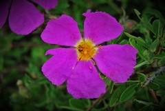 Cistus creticus eriocephalus