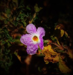 Cistus creticus eriocephalus