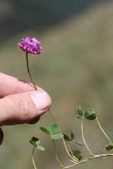 Trifolium burchellianum