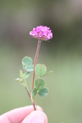 Trifolium burchellianum