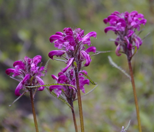 Sudetic Lousewort