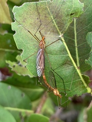 Nephrotoma suturalis