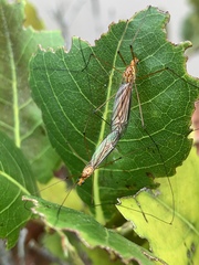 Nephrotoma suturalis