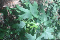 Triplochiton scleroxylon