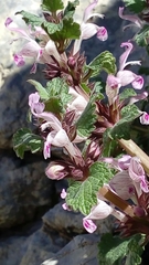 Lamium garganicum