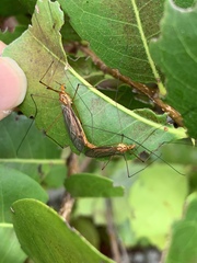 Nephrotoma suturalis