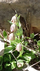 Fritillaria