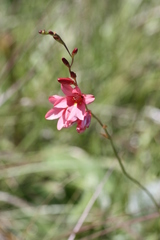 Tritonia disticha