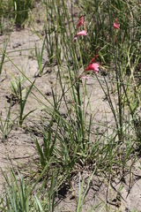 Tritonia disticha