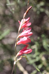 Tritonia disticha