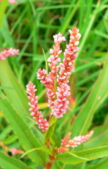Persicaria lapathifolia