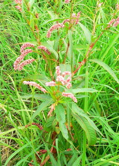 Persicaria lapathifolia