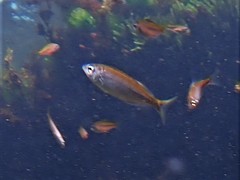 Caesioscorpis theagenes