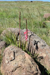 Watsonia gladioloides