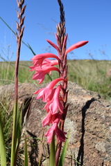Watsonia gladioloides