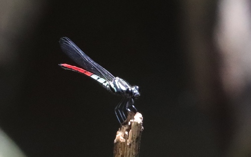 Western Red-tipped Jewel