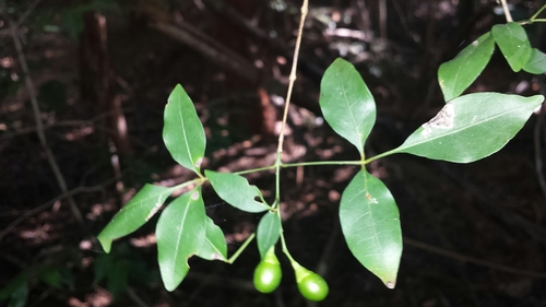 Vitex pervillei image