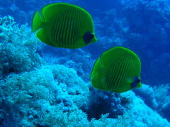 Chaetodon semilarvatus