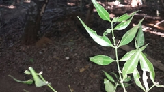 Buxus moratii