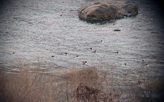 Mergus merganser