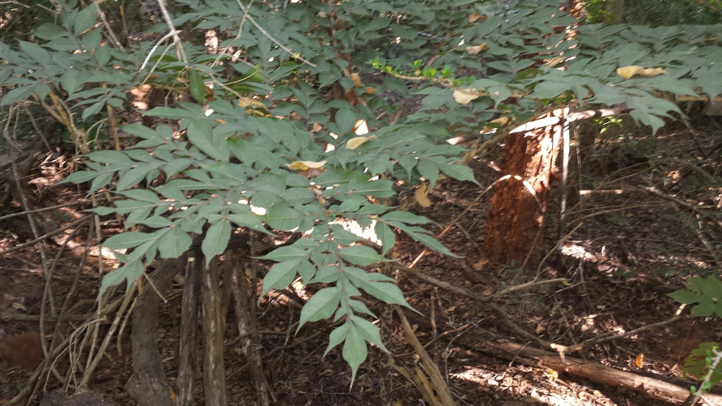 Amorphophallus hildebrandtii