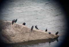Phalacrocorax carbo