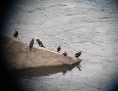 Phalacrocorax carbo