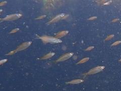 Caesioscorpis theagenes