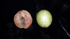 Commiphora fraxinifolia