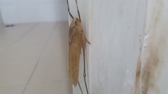 Mecopodinae