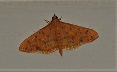 Patania balteata