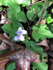 Viola palmata