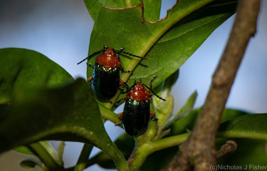 Lamprolina from Lismore NSW 2480, Australia on August 19, 2023 at 02:28 ...