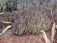 Tridentea gemmiflora