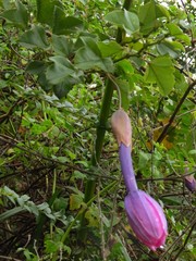 Passiflora cumbalensis