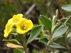Columellia oblonga