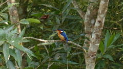 Corythornis vintsioides